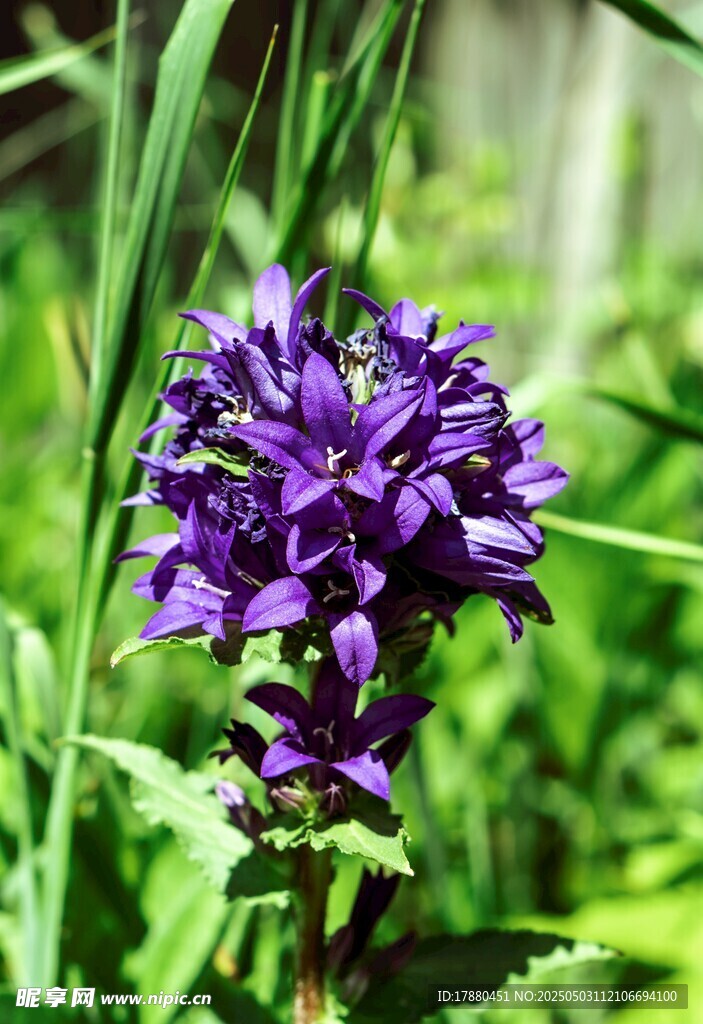 聚花風(fēng)鈴草