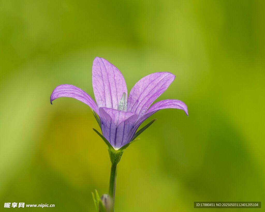穿葉異檐花
