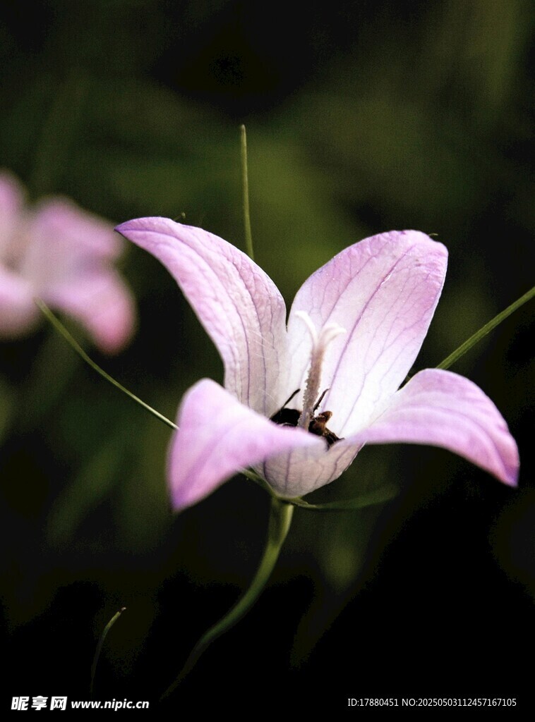 桔梗花