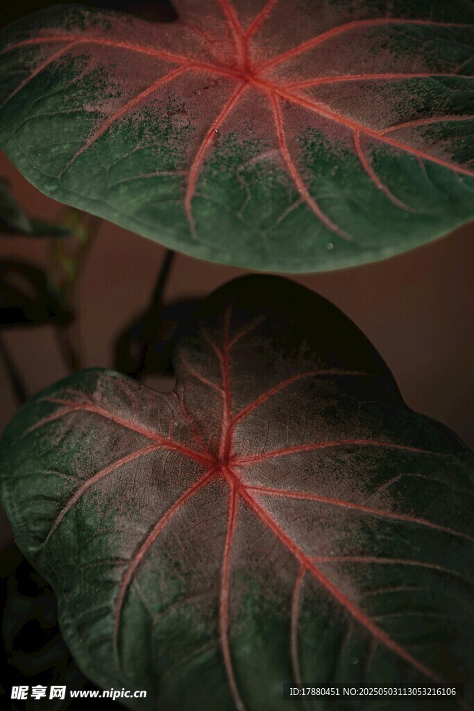 葉芋