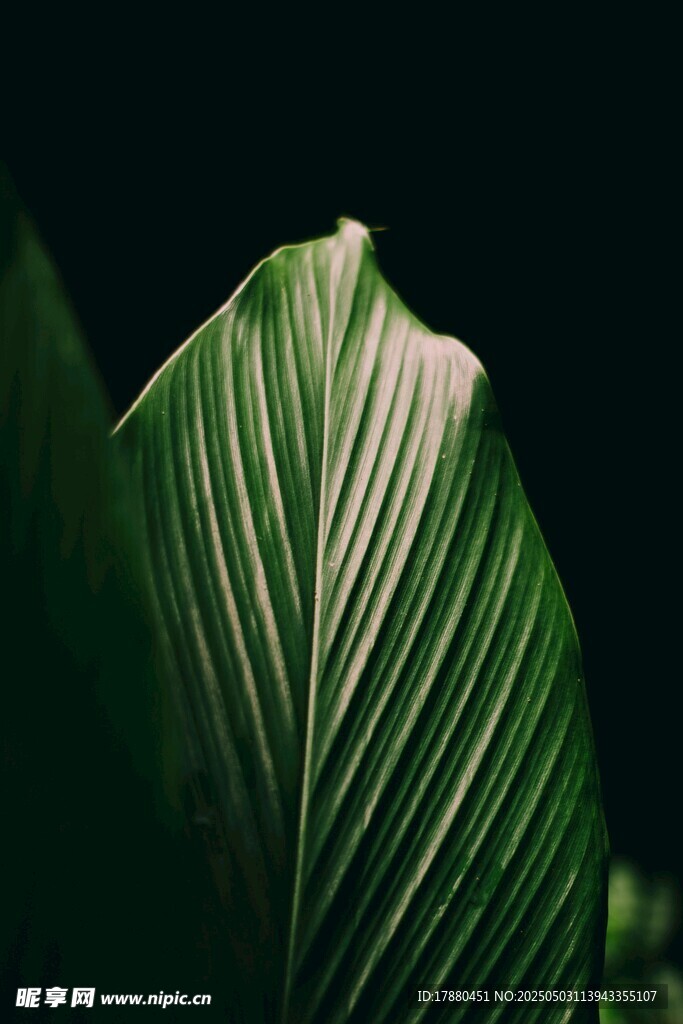 翠綠葉片