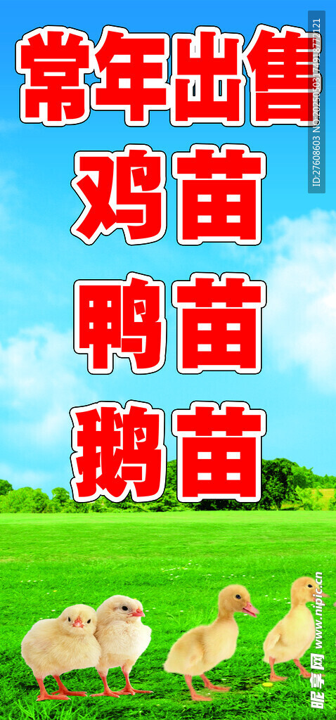 雞苗