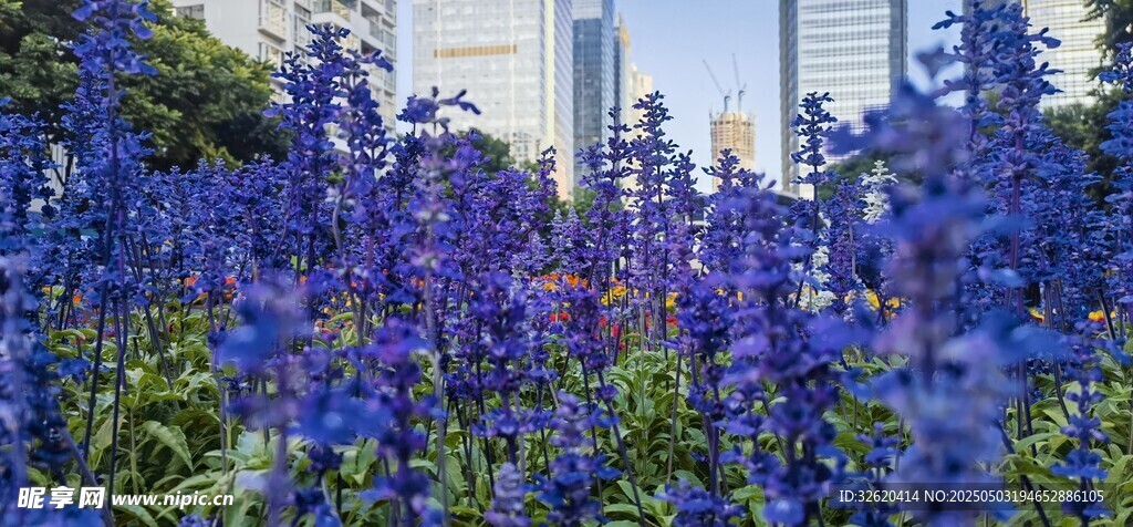 藍(lán)花鼠尾草