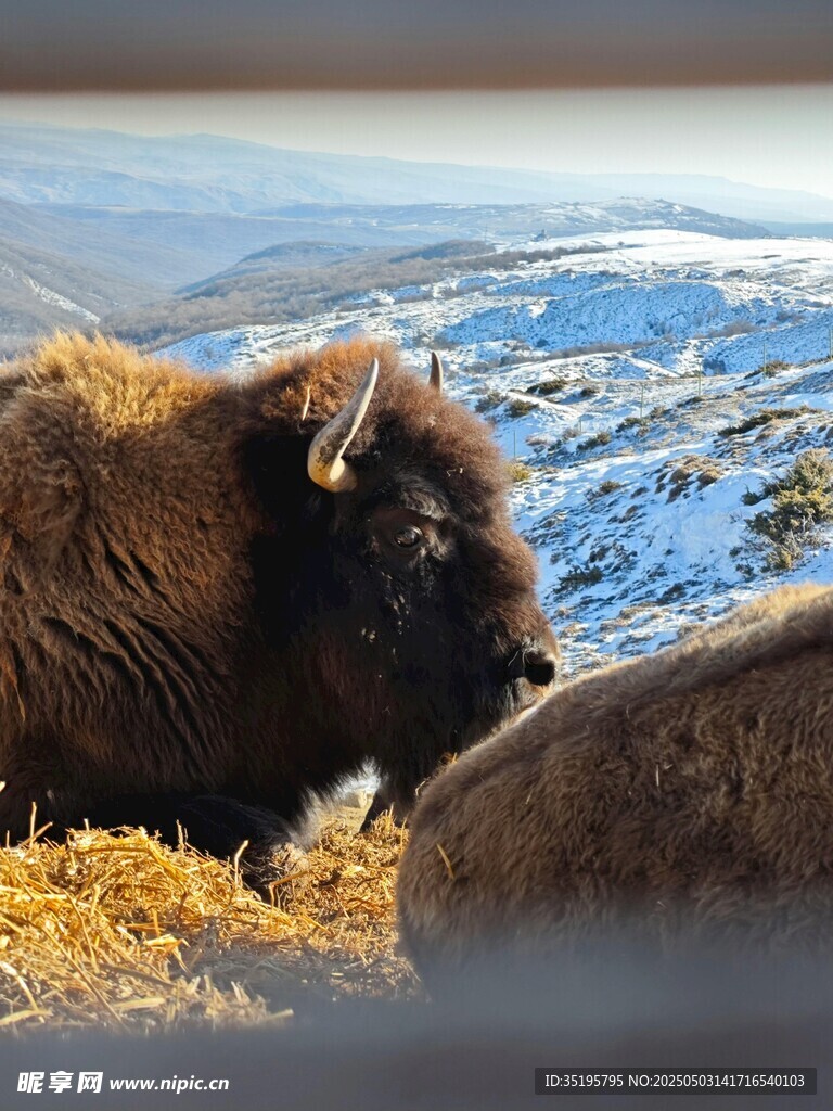 雪地中的野牛