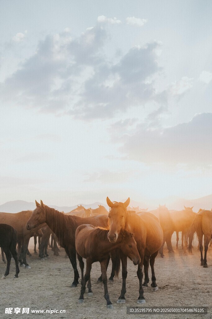 夕陽下的馬群