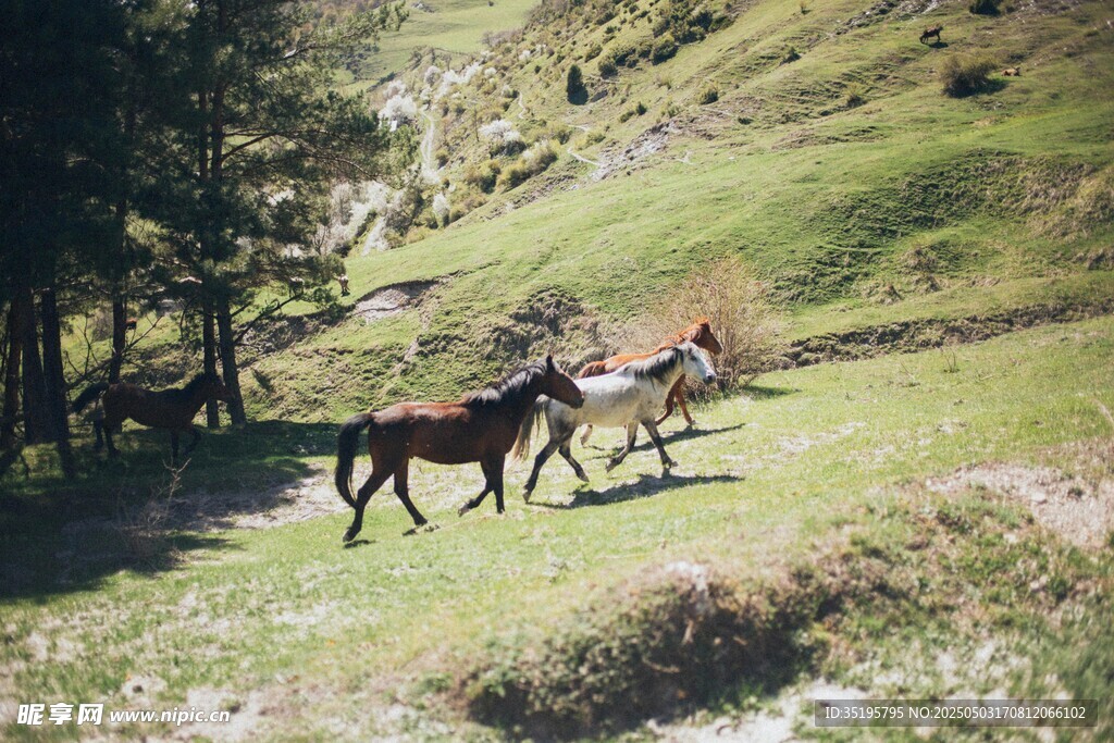 山間草地奔跑的幾匹馬