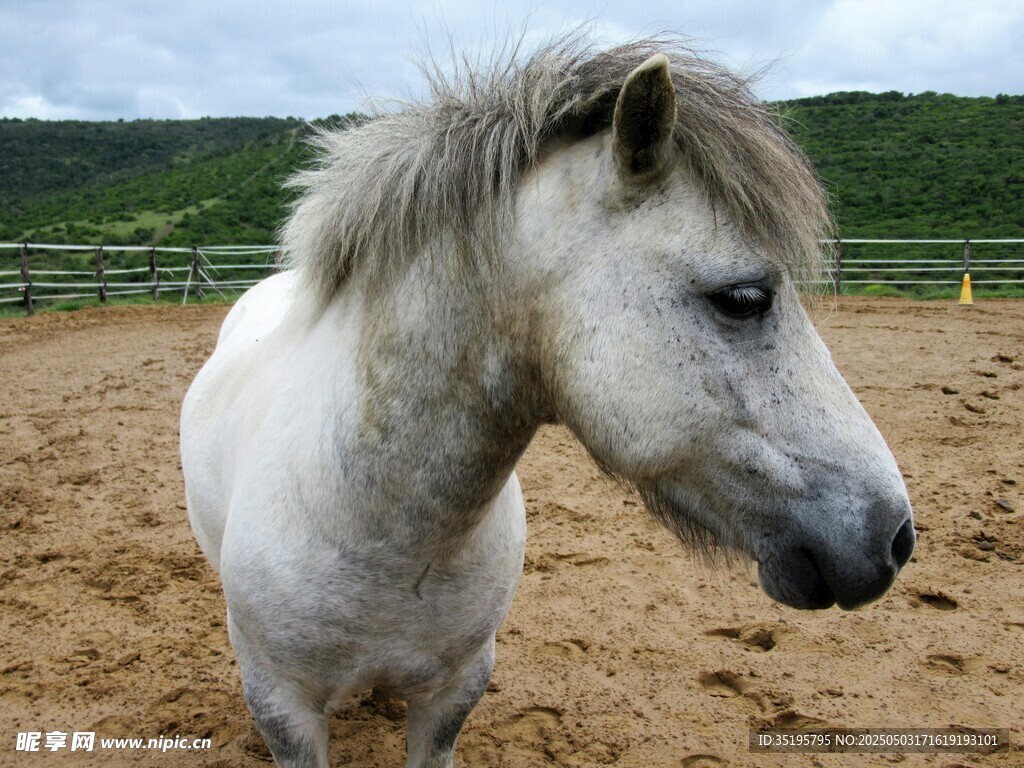 田野中的白色駿馬