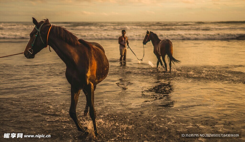 夕陽下海灘上的人與馬