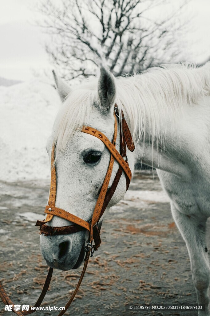 雪地中的白色駿馬