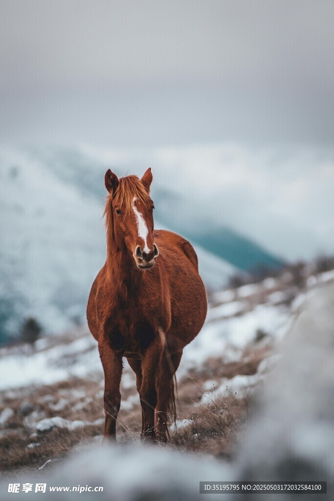 雪地中的棕馬