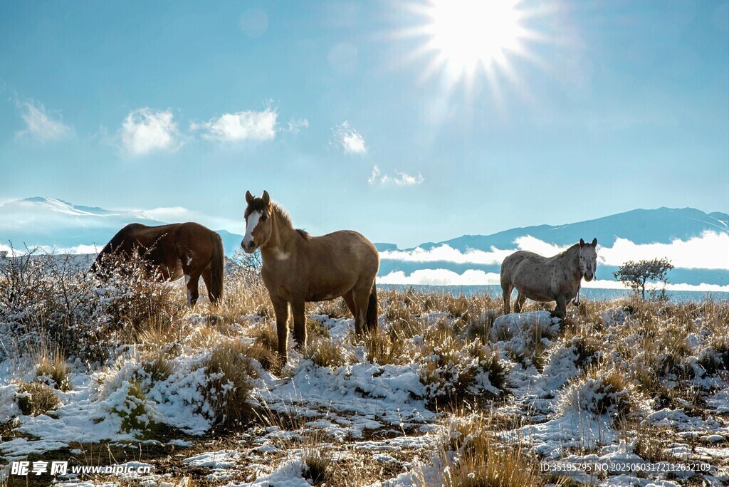 雪地中漫步的幾匹馬