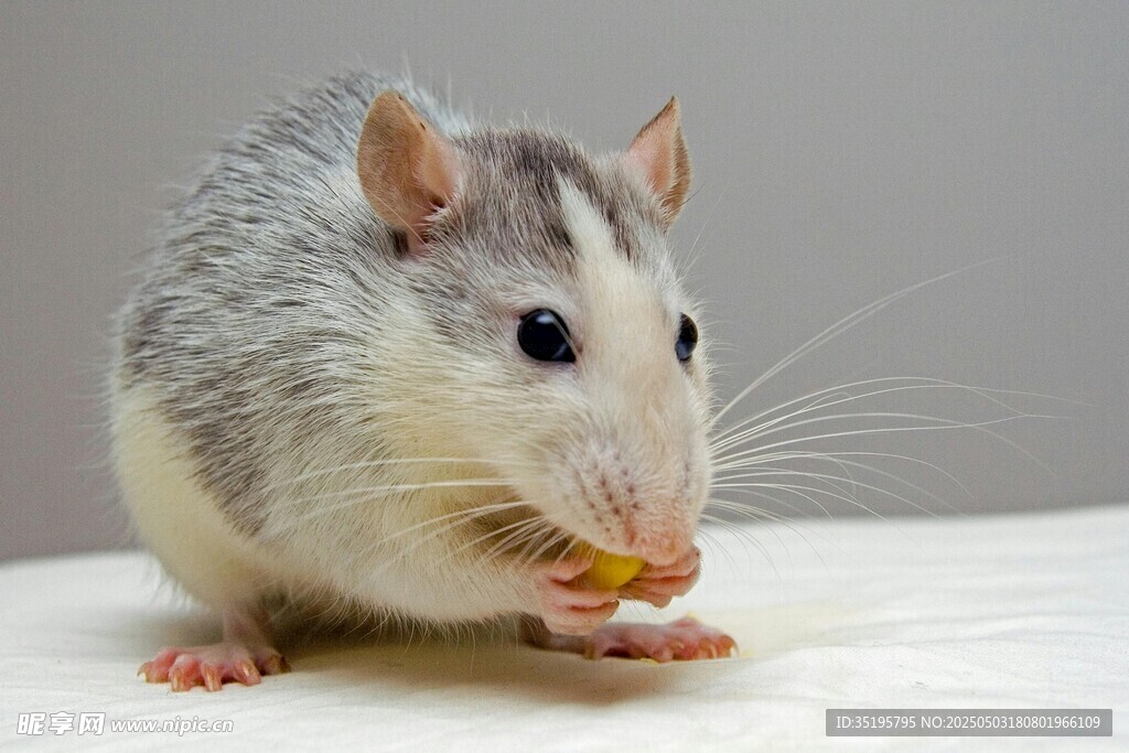 灰白小鼠進食可愛瞬間