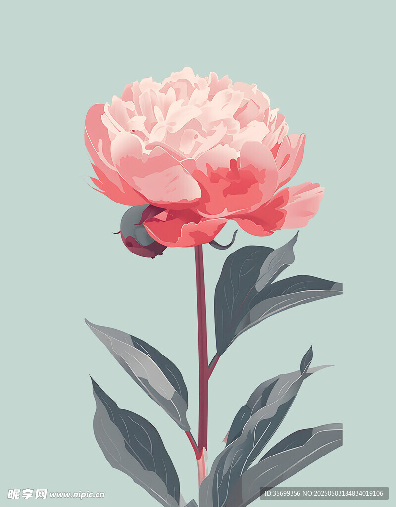 粉色芍藥花卉素材