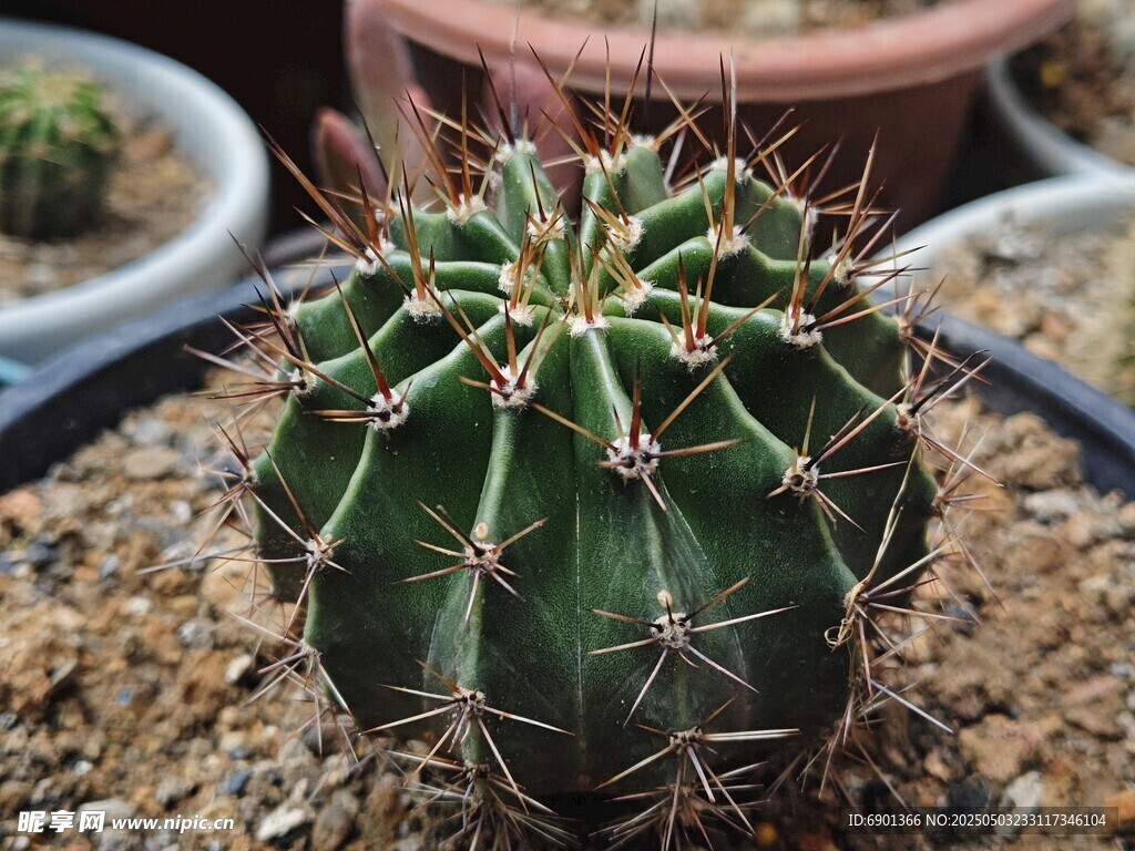 翠綠仙人掌盆栽特寫