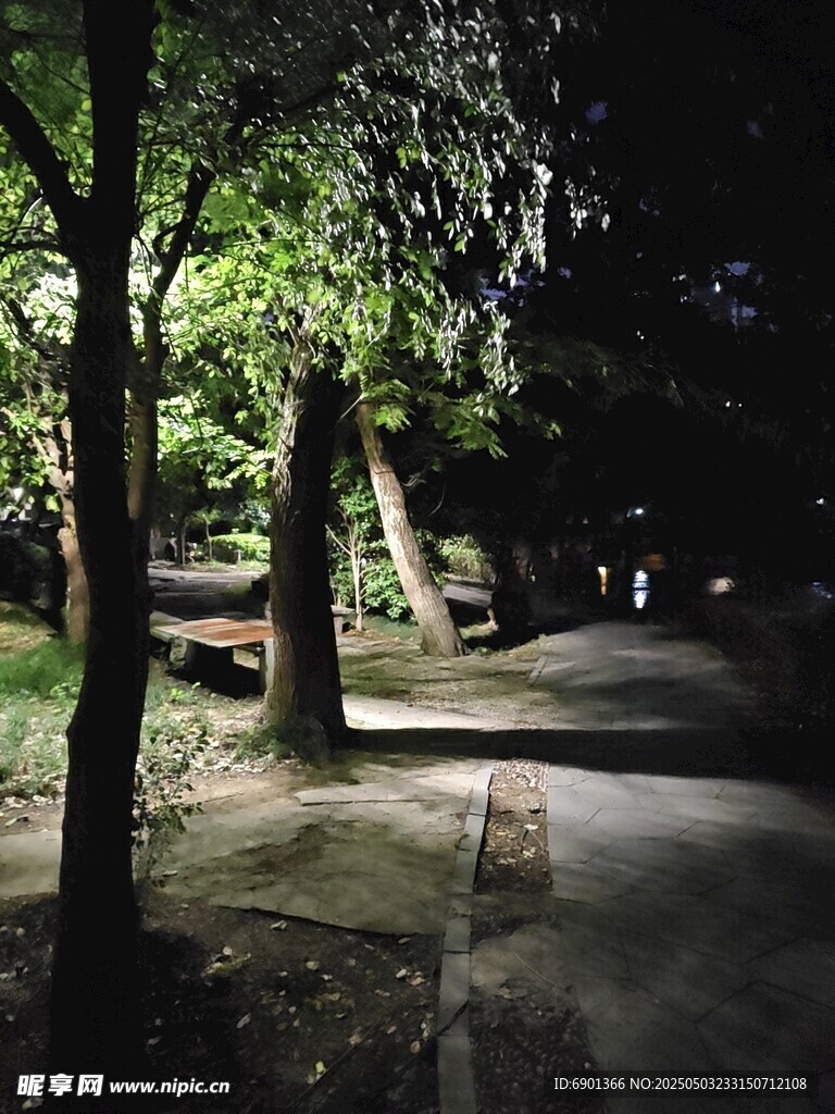 夜晚靜謐的林間小道
