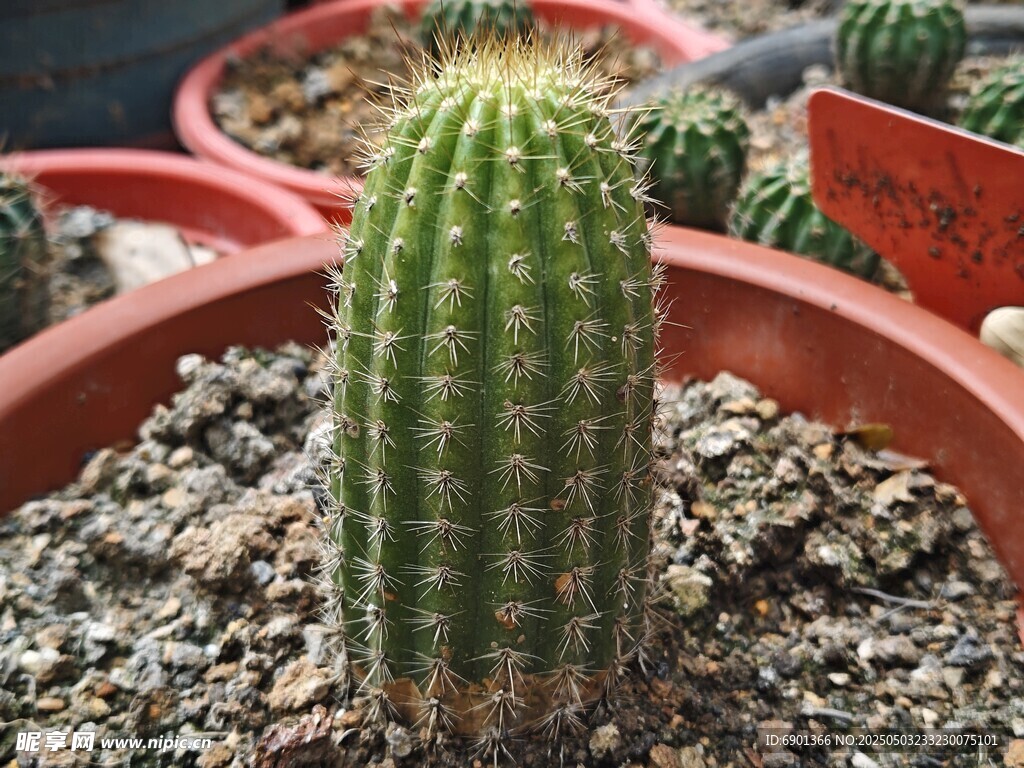 盆栽仙人掌特寫
