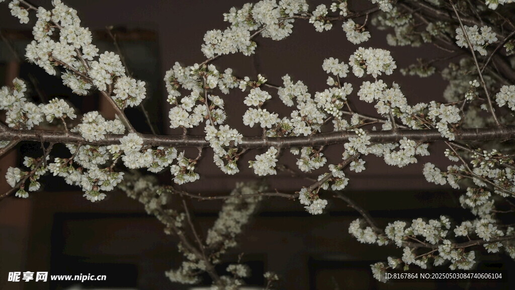 夜下綻放的潔白繁花