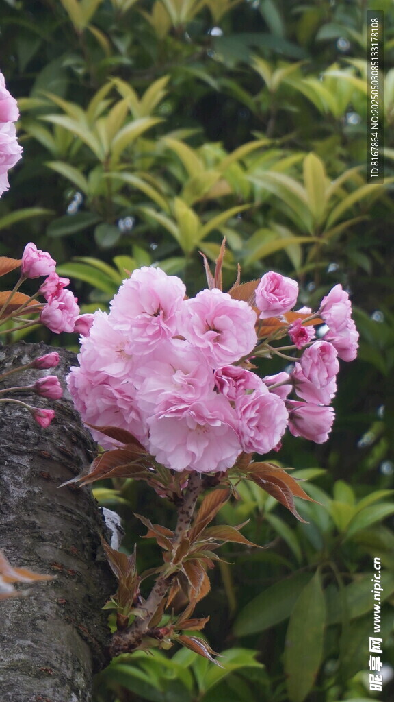 枝頭綻放的粉嫩櫻花