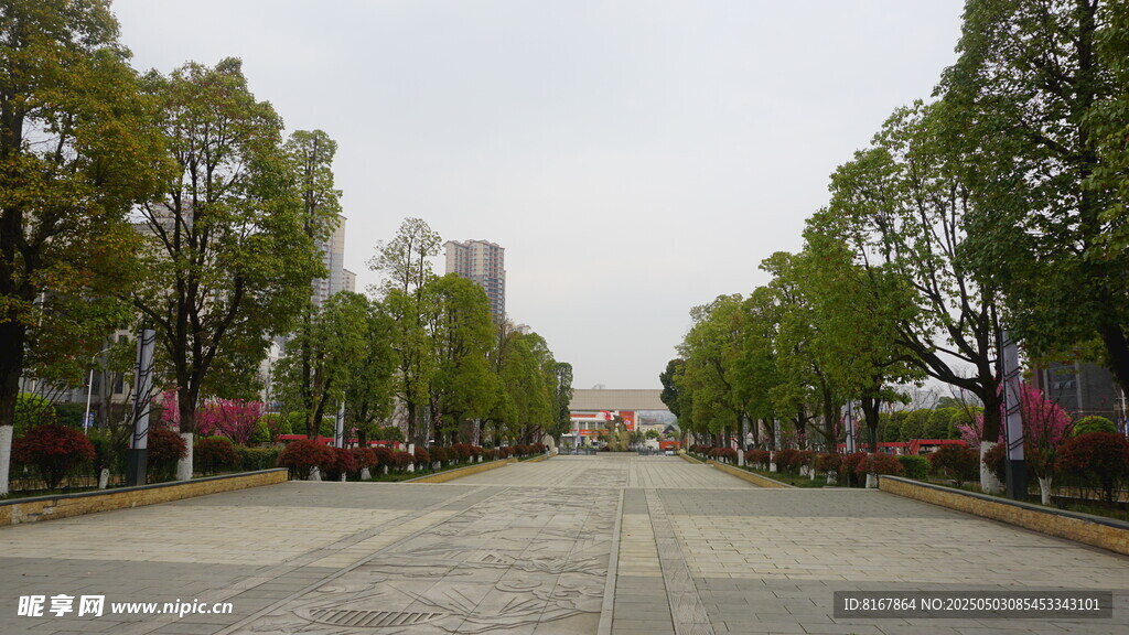 寬闊林蔭大道城市街景