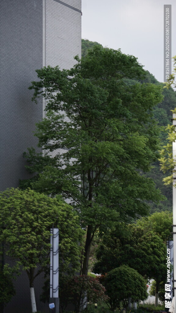 高樓旁蔥郁的綠樹景觀