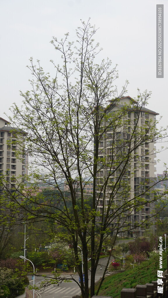 小區內的樹木與樓房景觀
