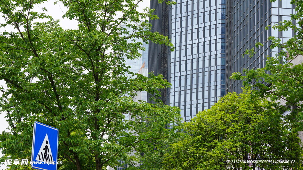 城市道路旁的綠樹與指示牌