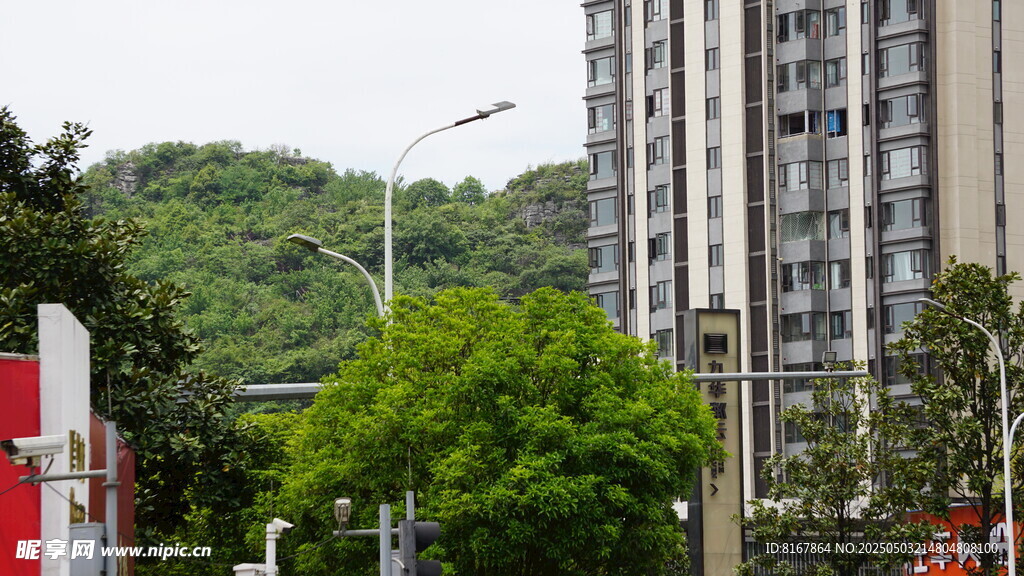 城市中的高樓與綠樹景觀