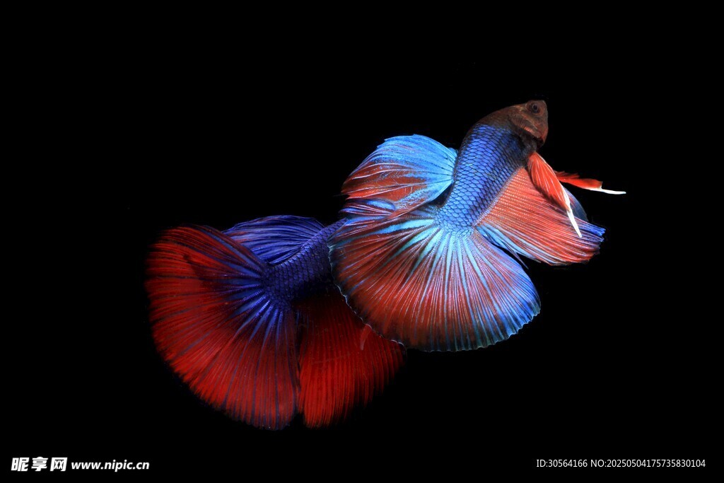 孔雀魚