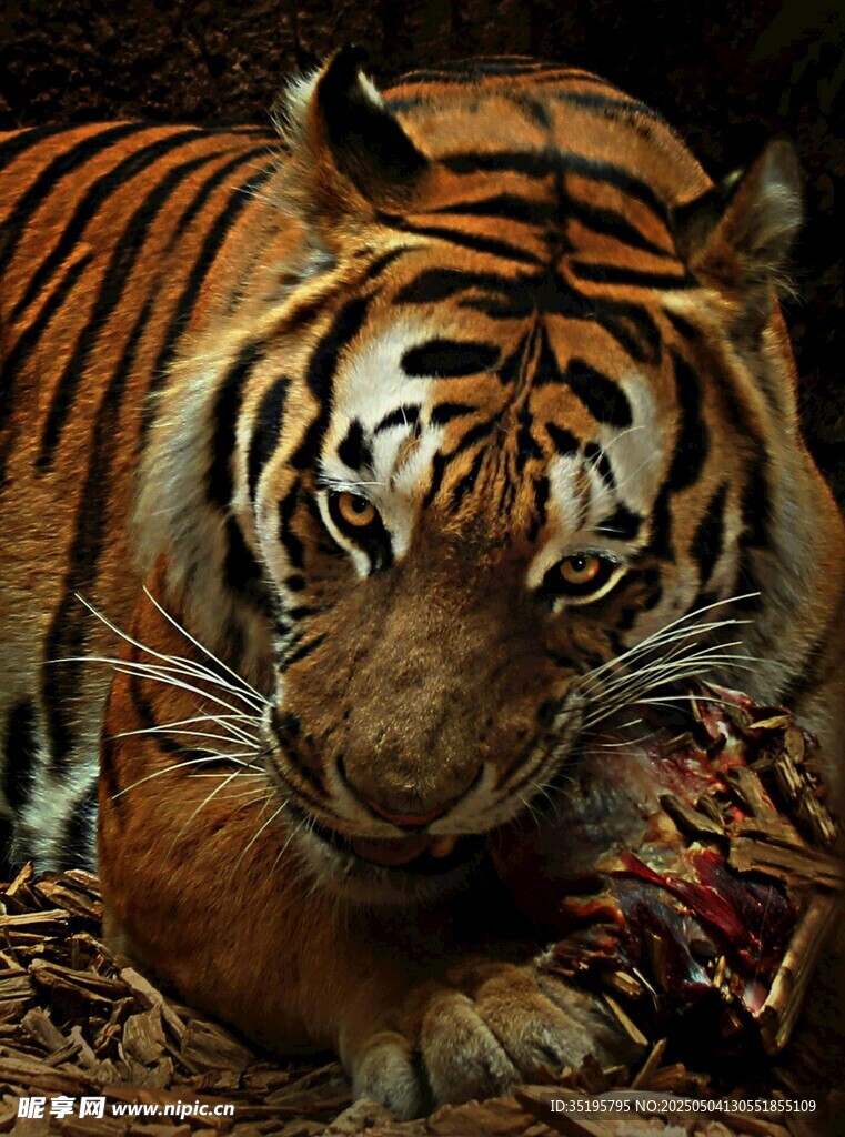猛虎進食圖