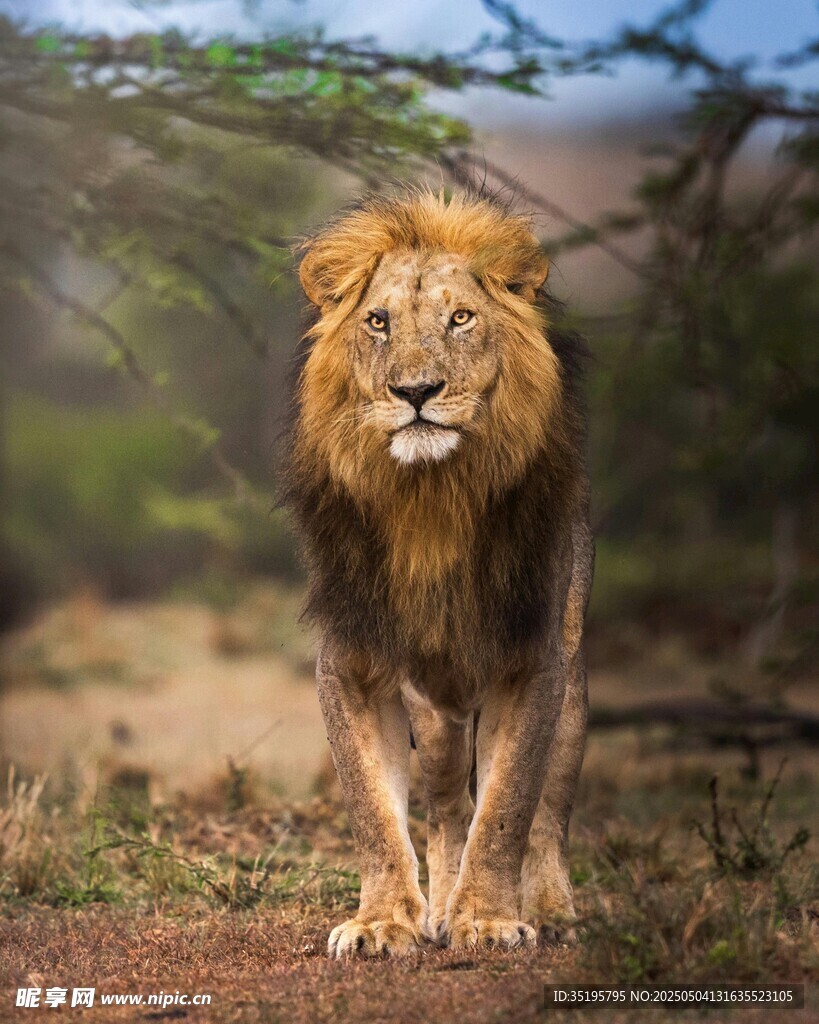 草原雄獅漫步