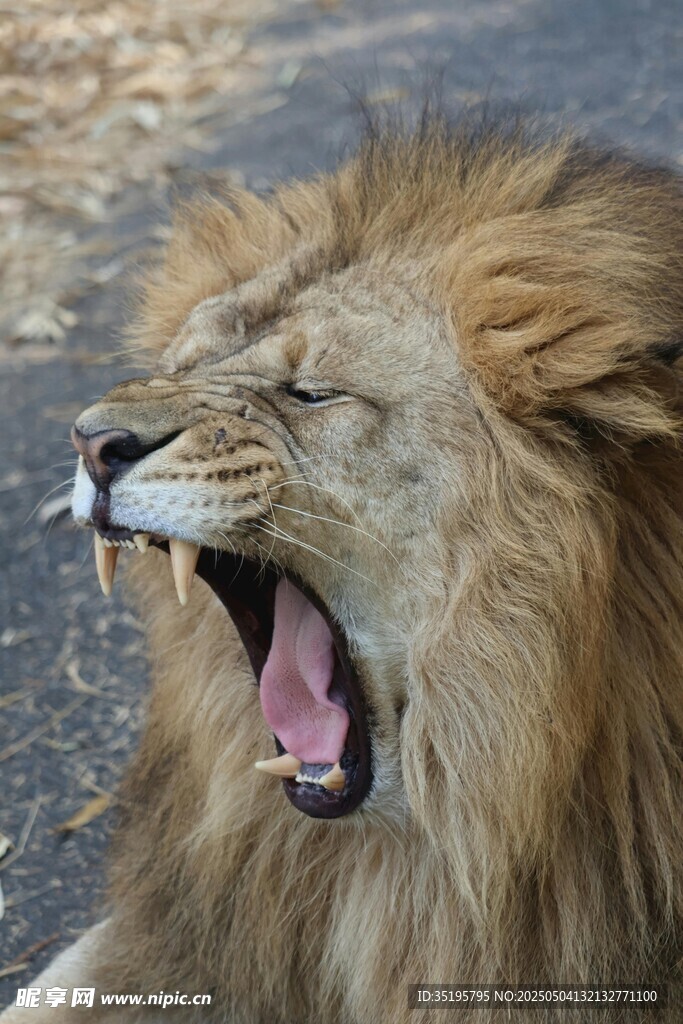 獅子張嘴打哈欠瞬間
