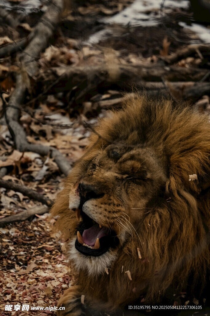 張嘴的雄獅