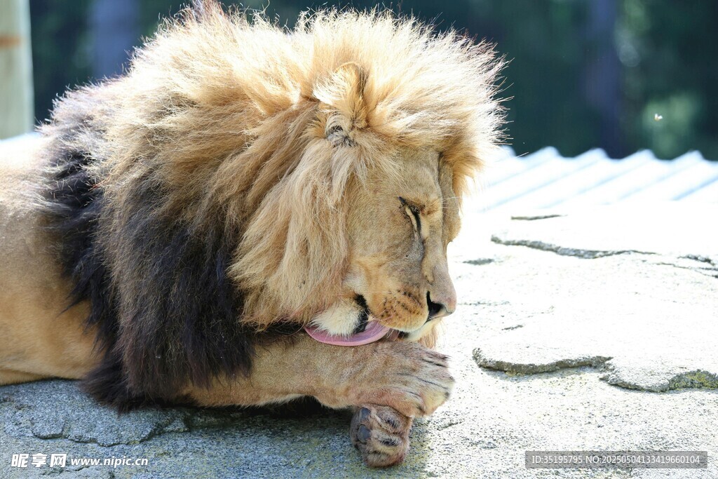 雄獅休憩