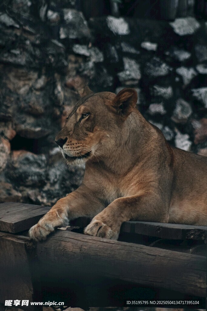 休憩的母獅