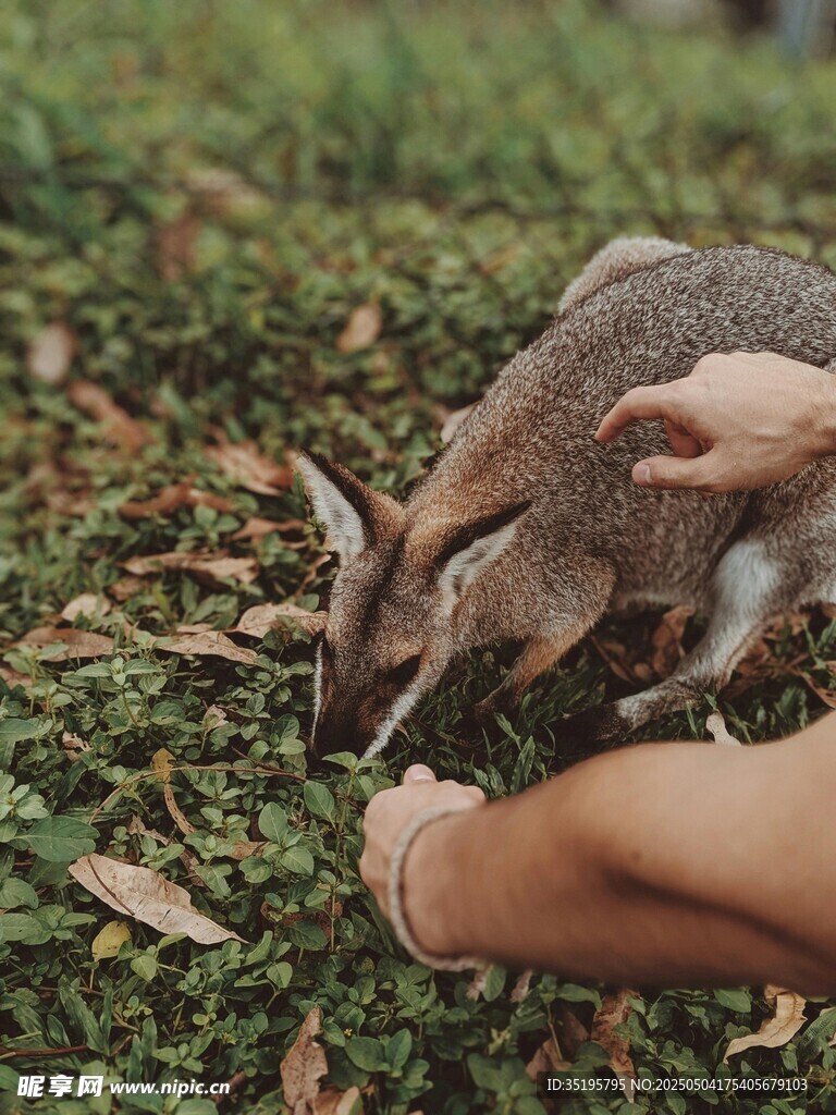 伸手喂小動物的溫馨瞬間