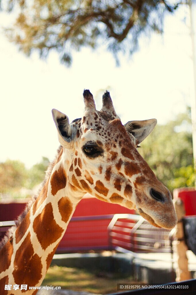 動物園里的長頸鹿特寫