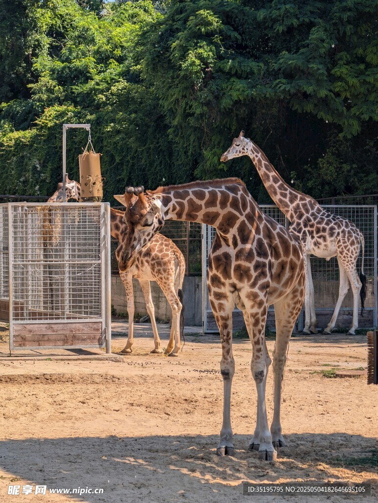 動物園中站立的幾只長頸鹿