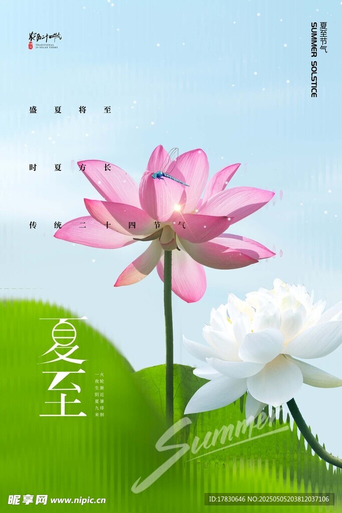 夏至荷花綻放美景
