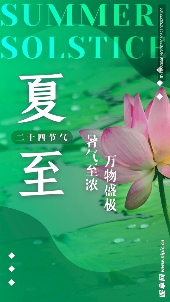 夏至荷花綻放美景