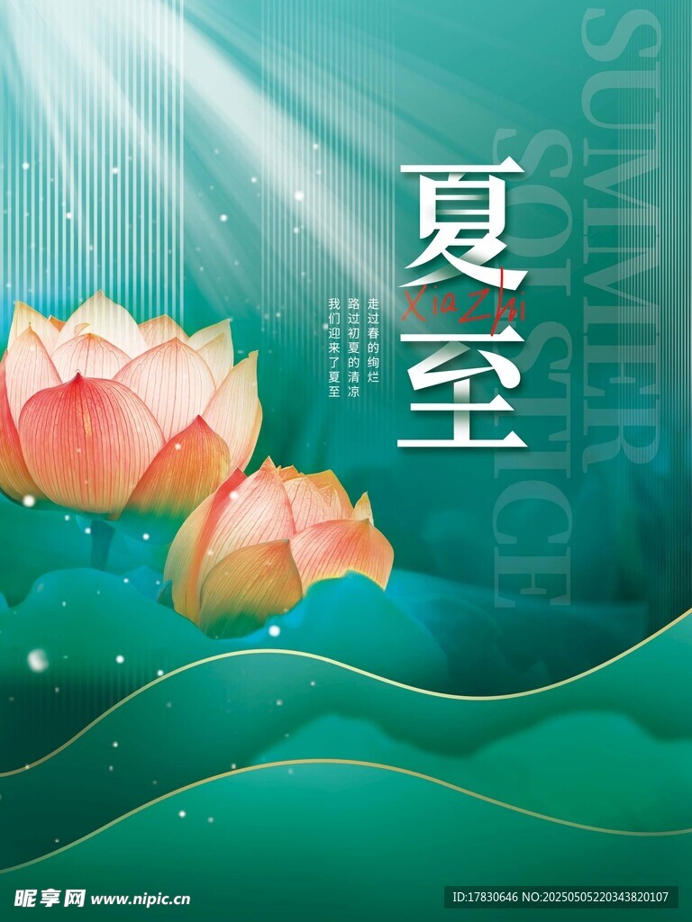 夏至時節荷花綻放圖景