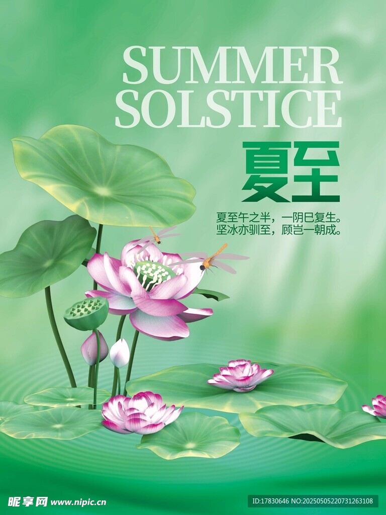 夏至時節荷花綻放