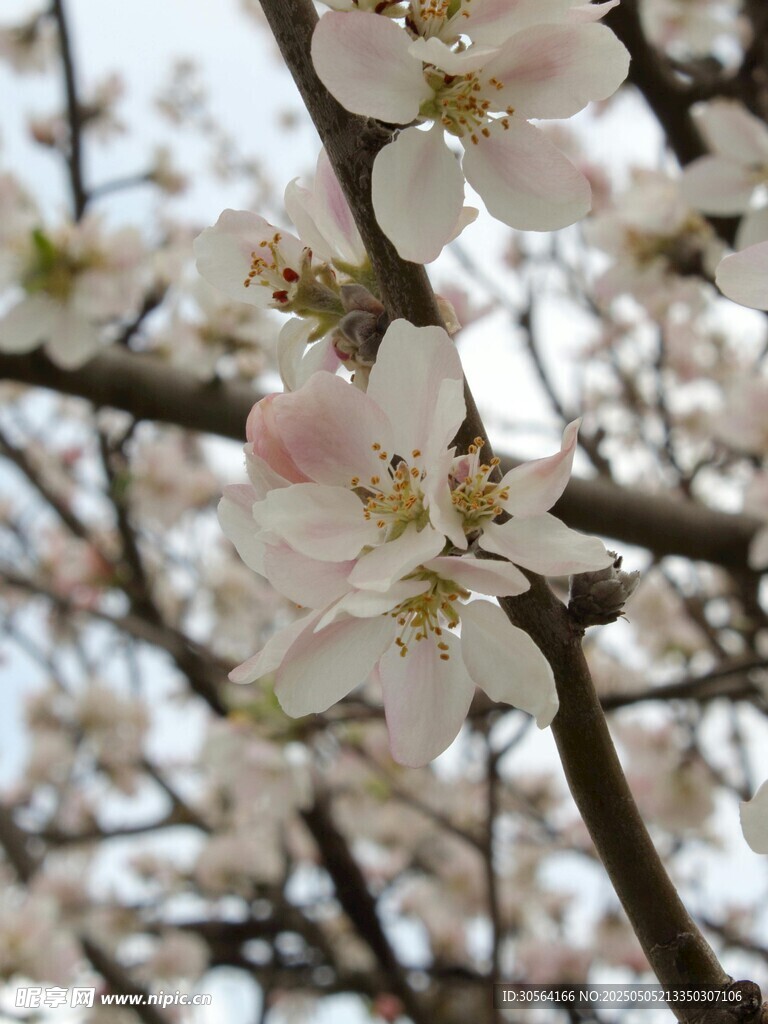 桃花花朵