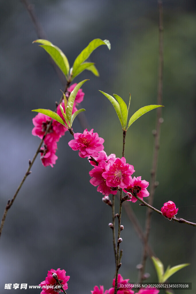 桃花花朵