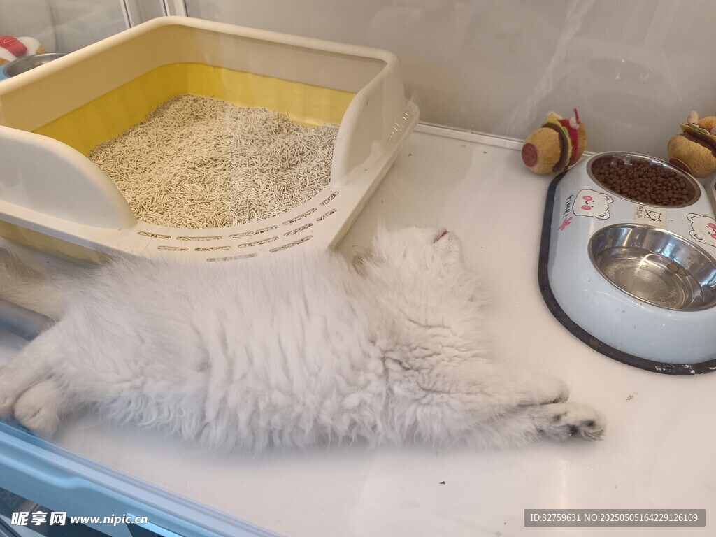 貓