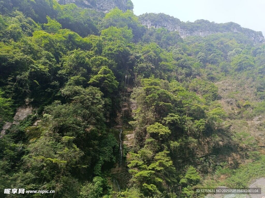 綠樹