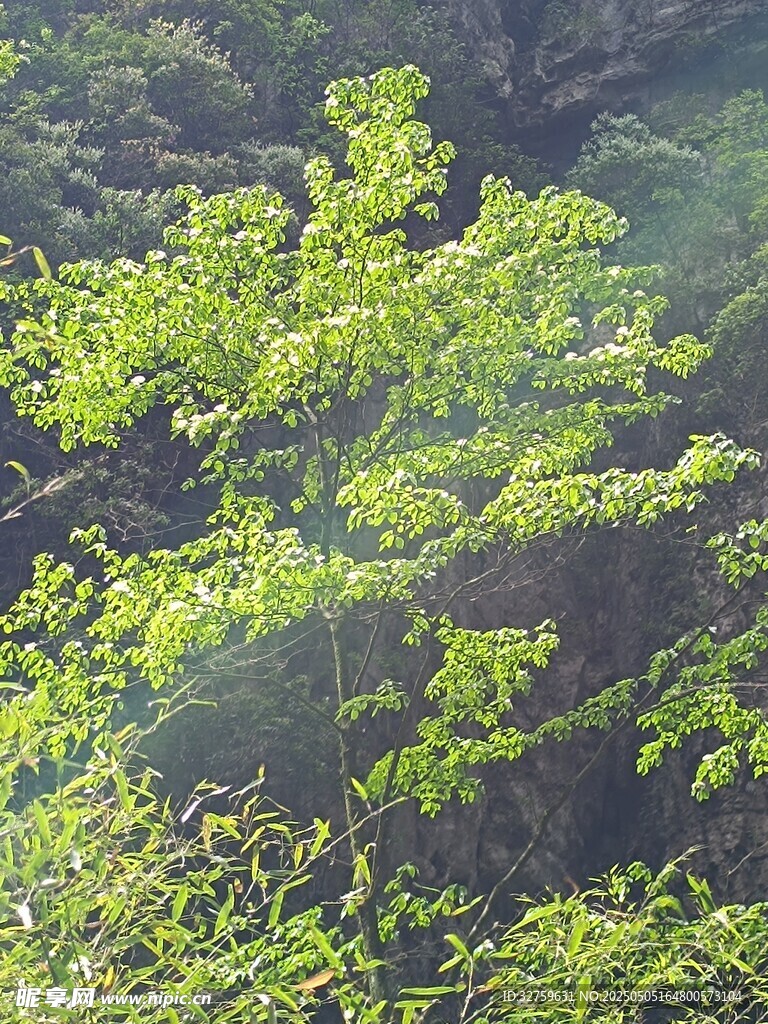 綠葉