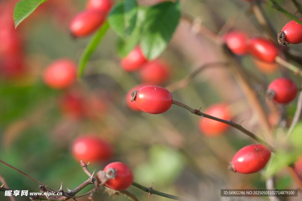 枝頭紅果 生機(jī)盎然