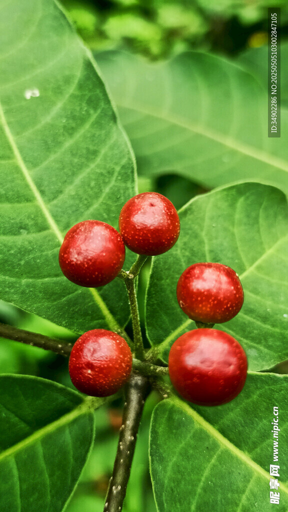 綠葉上的紅果