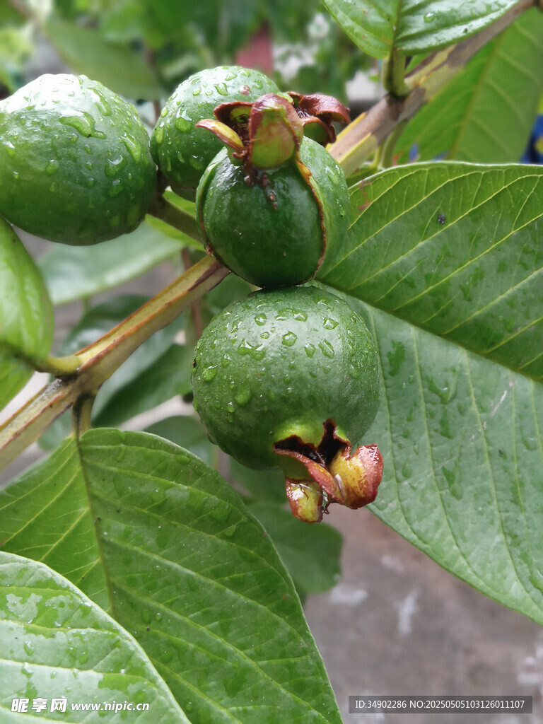 枝頭青嫩番石榴果實(shí)