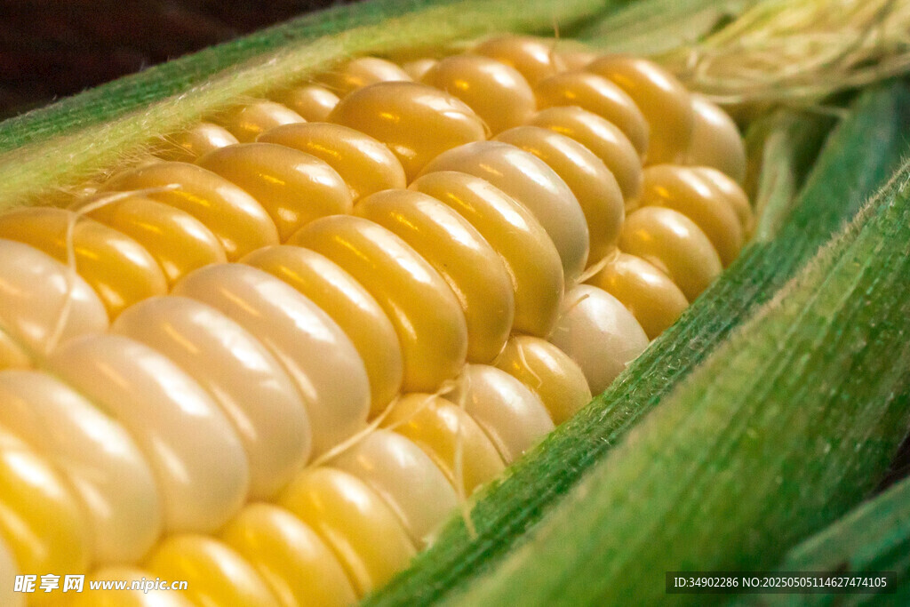 鮮嫩甜玉米特寫